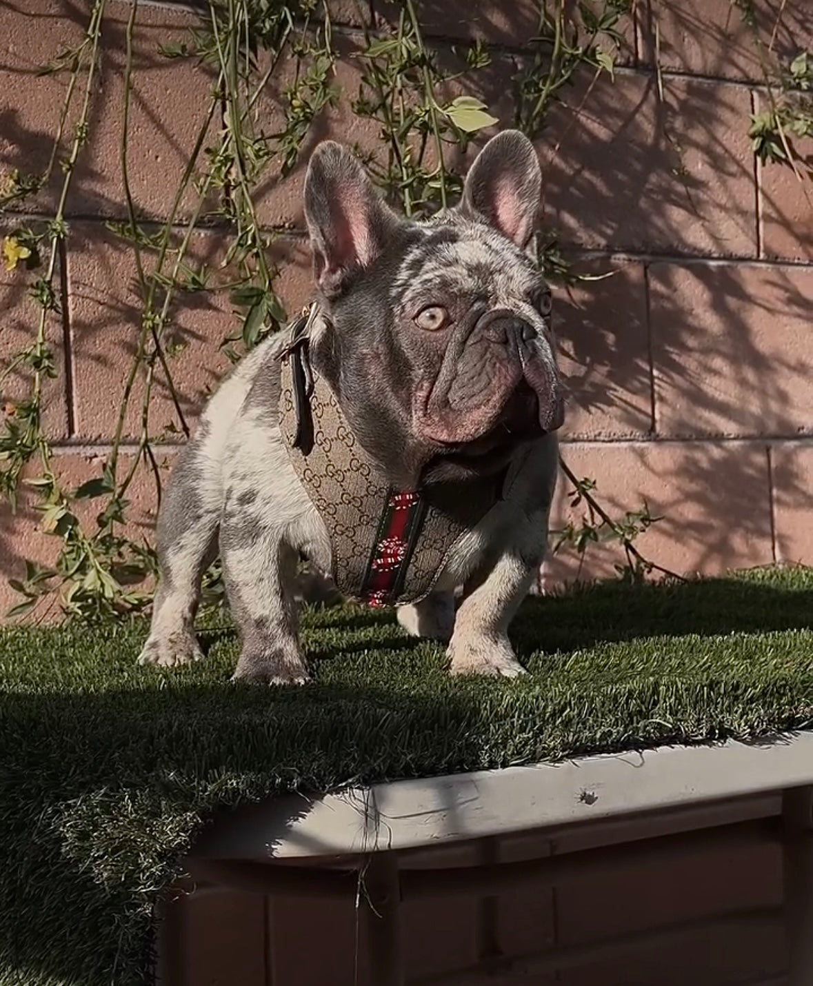 - Harness, Collar & Leash Set