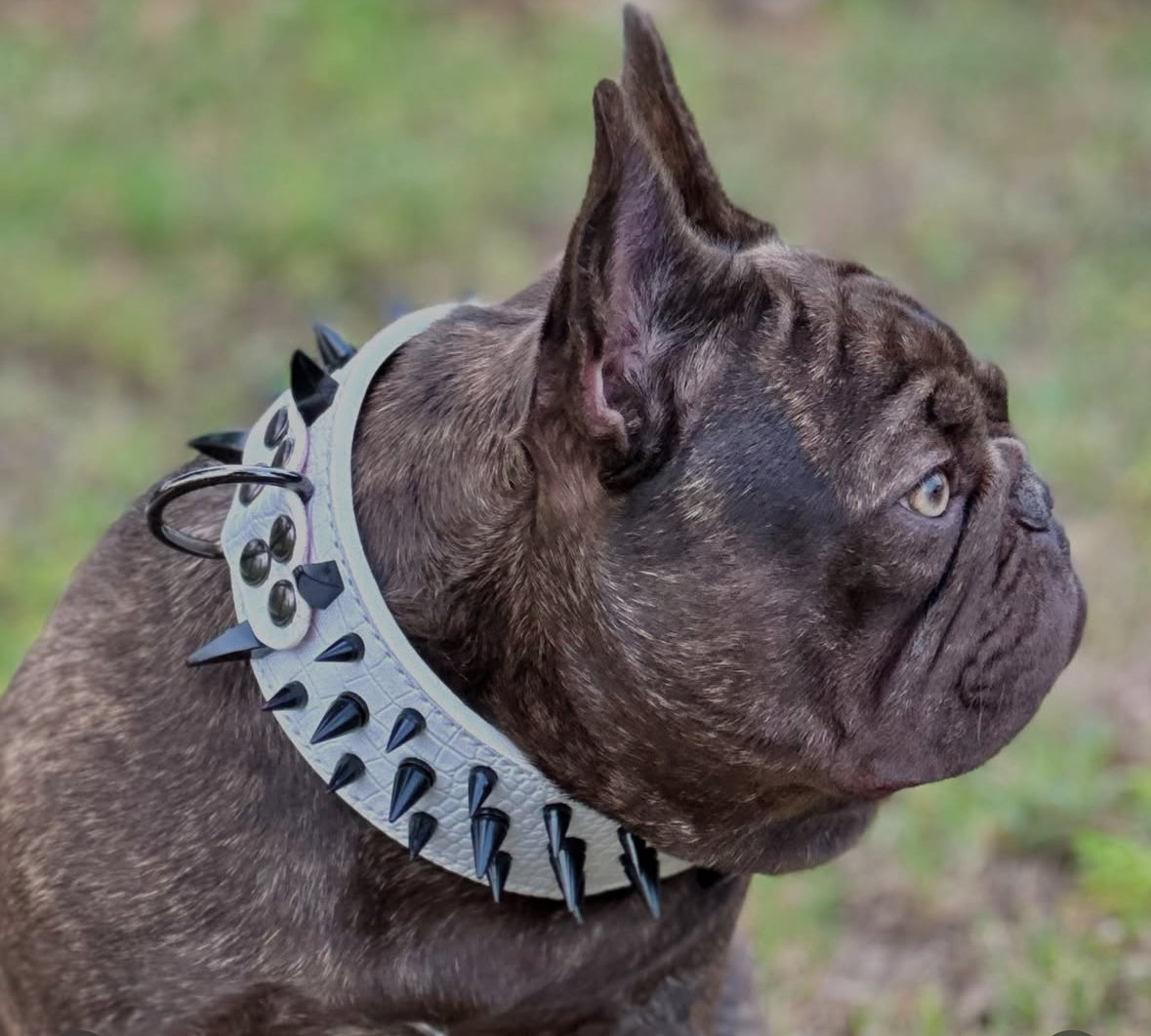 Spike Collar & Leash Sets