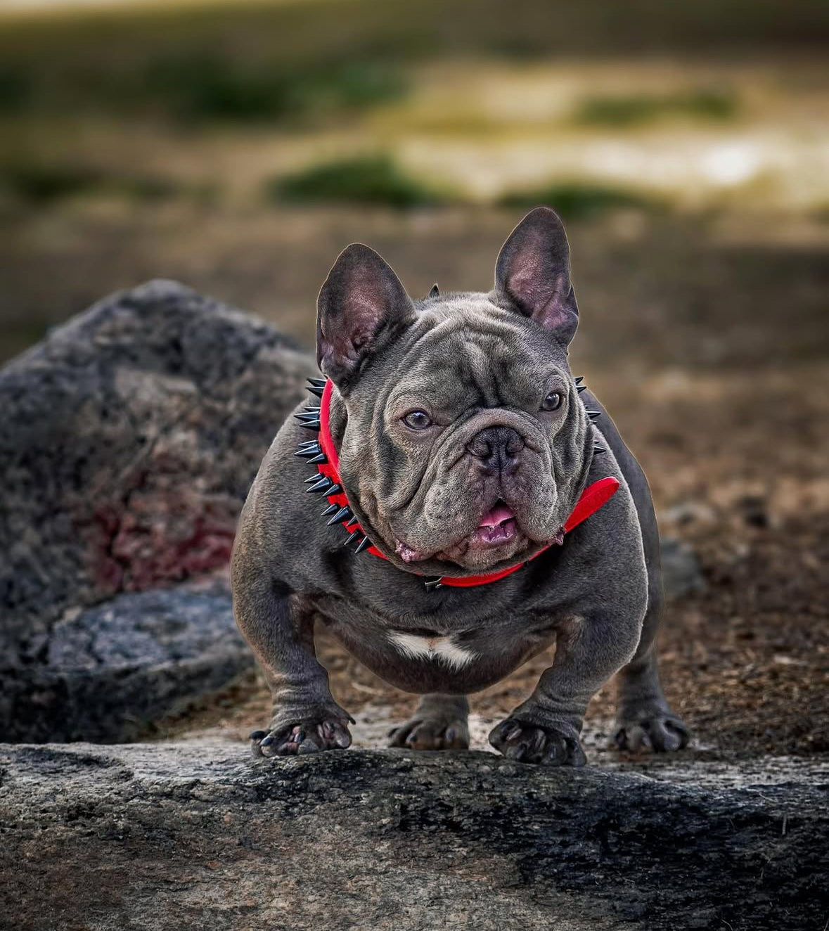Spike Collar & Leash Sets