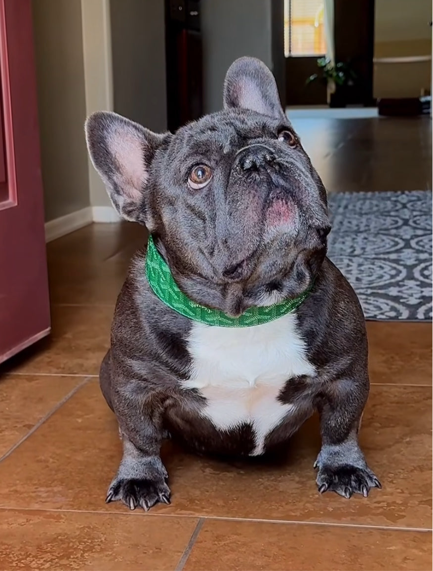 - Collar & Leash Set