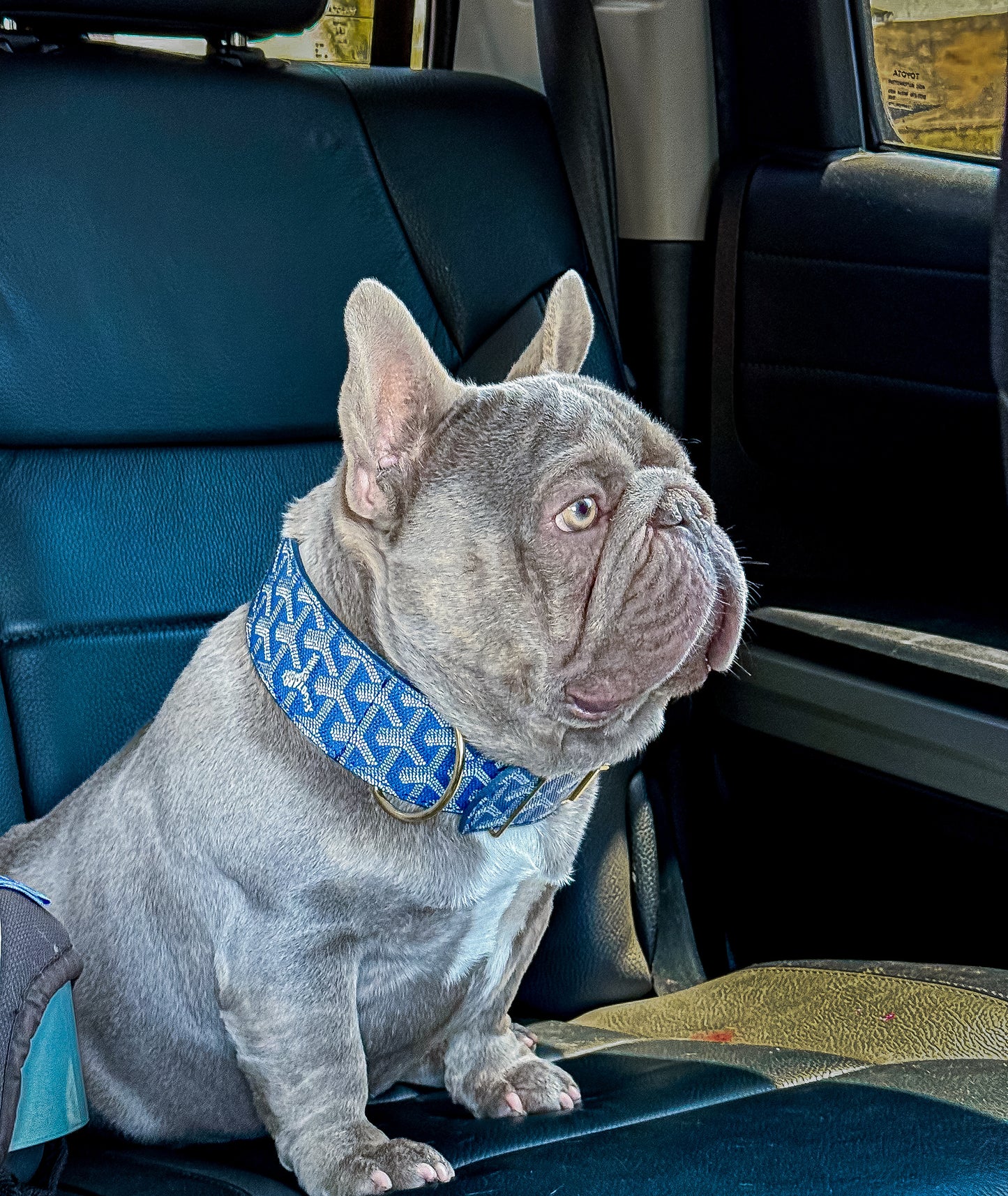 - Collar & Leash Set