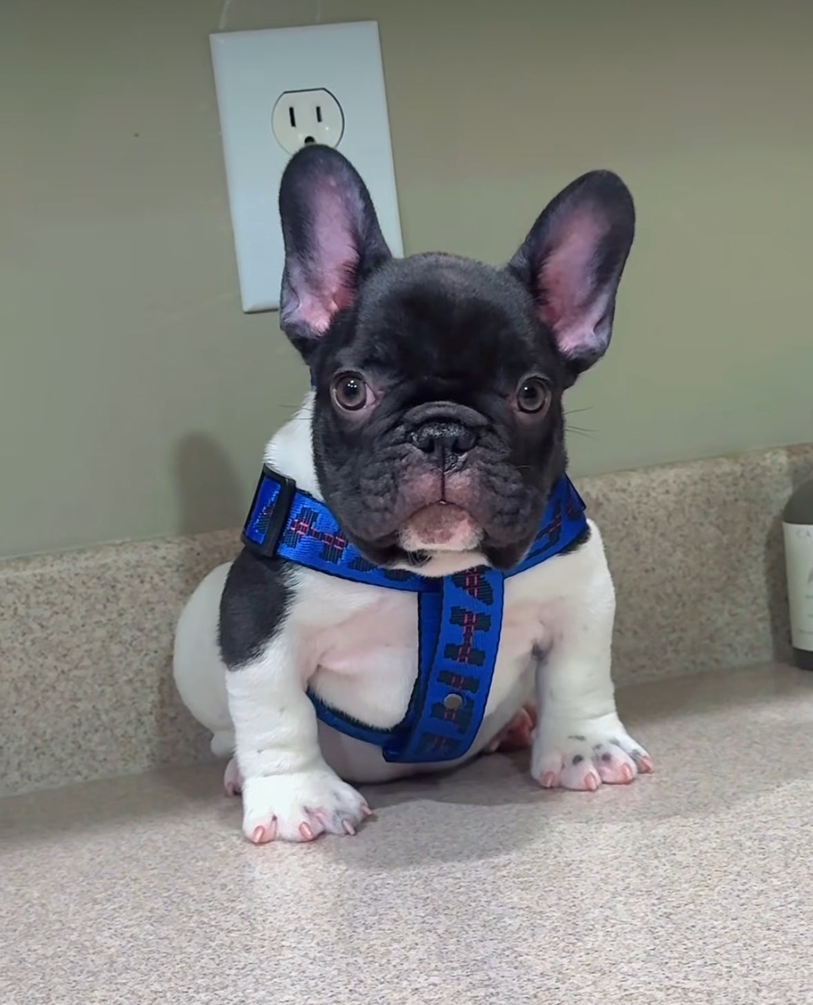 - Harness, Collar & Leash sets