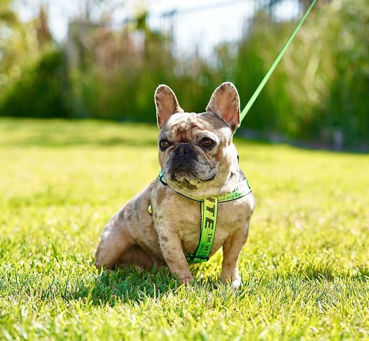 - Harness, Collar & Leash sets