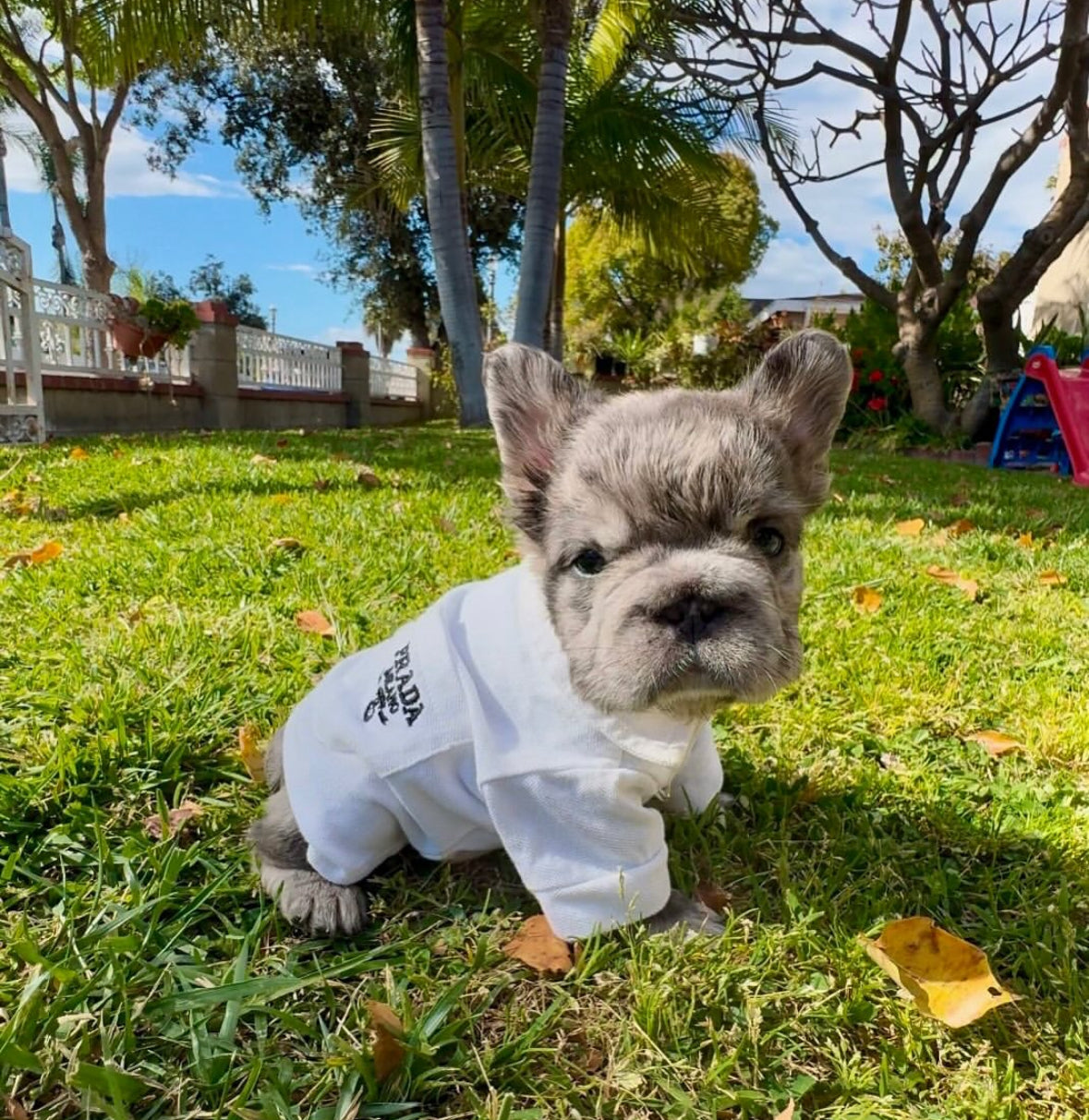 Luxury Pet Shirts