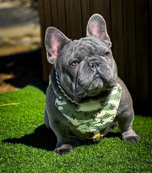 - Harness & Leash Set