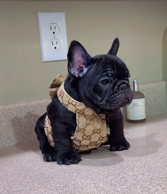 - Harness with Bow tie